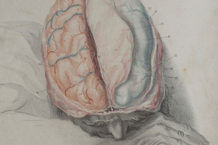 Image depicting a human brain