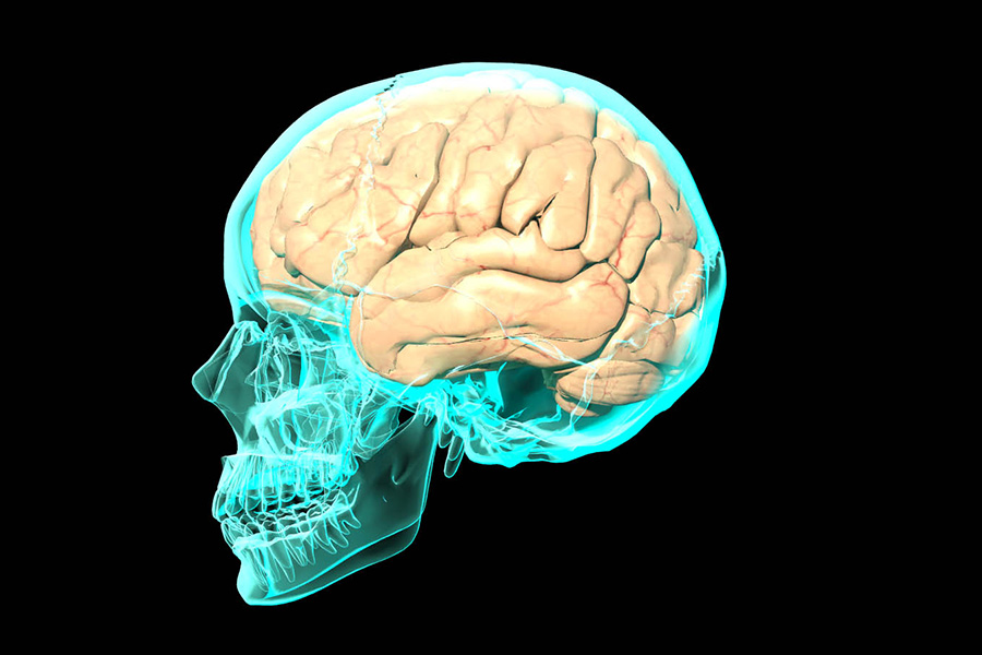 2D image of skeleton with brain